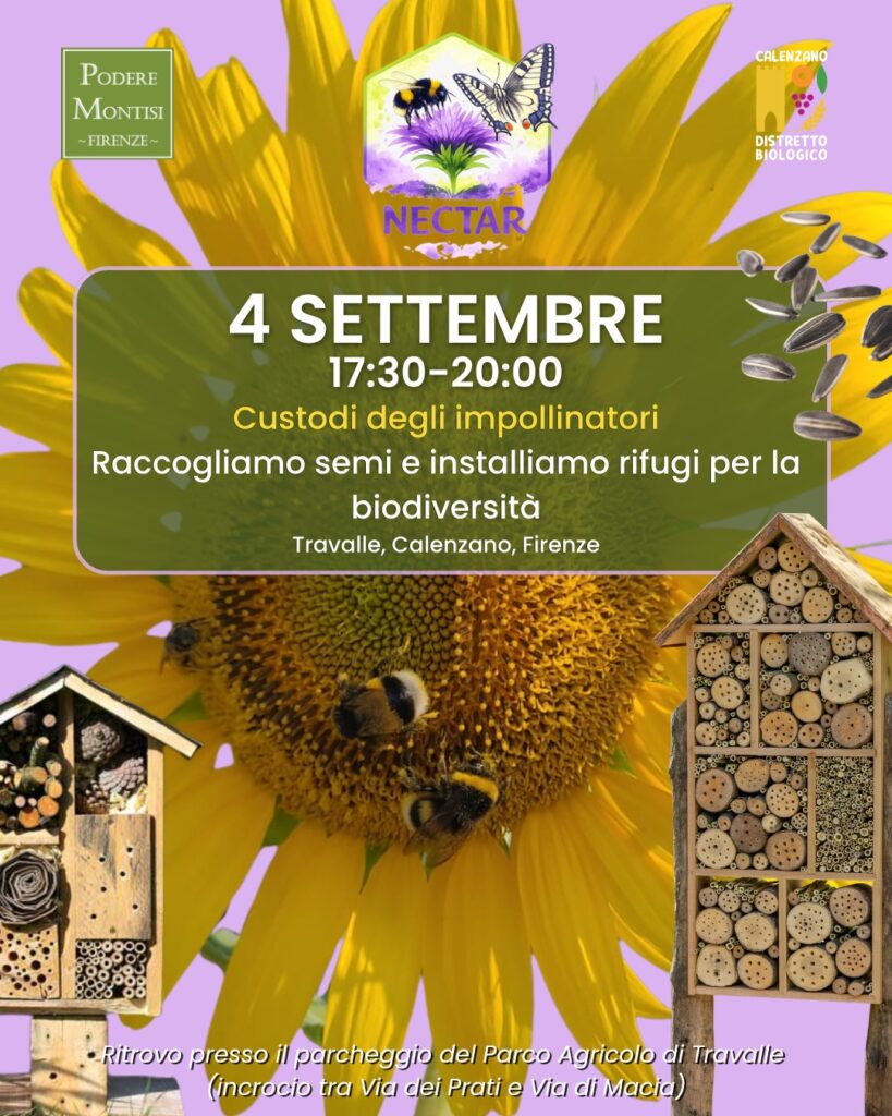 Locandina evento Custodi degli impollinatori, 4 settembre 2026 ore 17:30-20:00, Travalle, Calenzano, Firenze. Progetto NECTAR, Podere Montisi, Distretto Biologico di Calenzano.